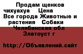 Продам щенков чихуахуа  › Цена ­ 10 000 - Все города Животные и растения » Собаки   . Челябинская обл.,Златоуст г.